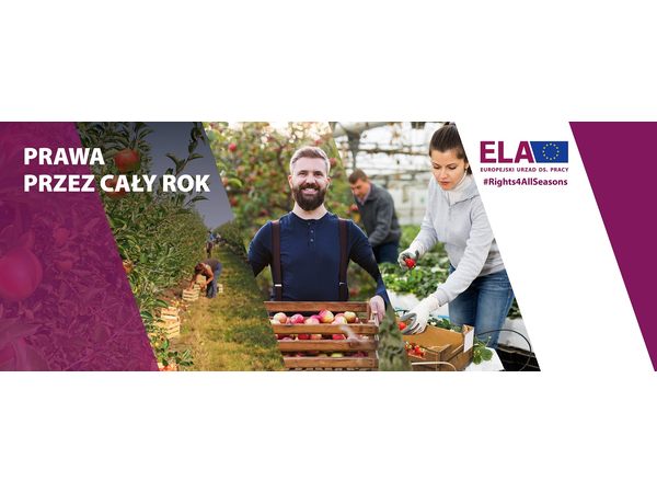 Baner przedstawiający dwoje pracowników w sadzie przy zbiorach jabłek.